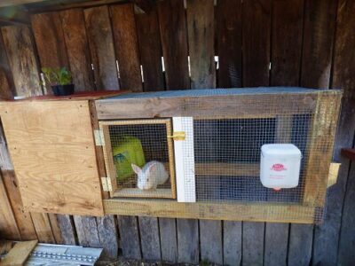 How to Raise Rabbits for a Sustainable Meat Source Image